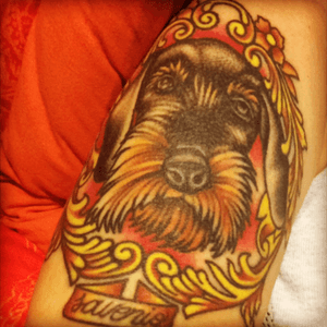My teckel Saverio ❤️ #dog  #mydog #portrait #dachsund