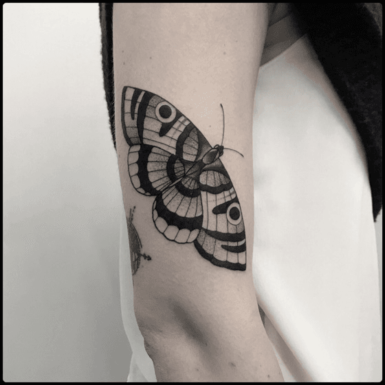 Black Witch Moth graphite drawing on Bristol paper 11 x 14  papermothstudio  Moth tattoo Black witch moth Moth drawing