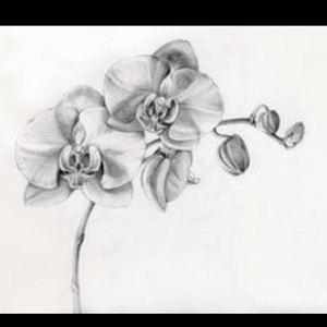 Orchid #mydreamtattoo 