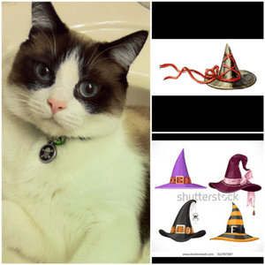 #megandreamtattoo idea: to get a portrait of my cat wearing a witch hat with a halloween themed border around him. 