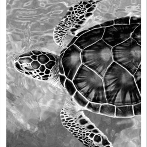 Think it would be totally rad to have a seaturtle on my knee cap #dreamtattoo 