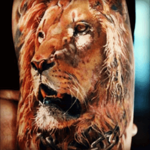 Incredible Lion portrait❦