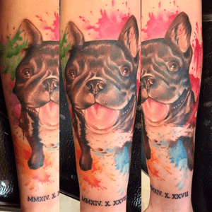 #dogtattoo #dogtattoos #dog #frenchbulldog #frenchbulldogtattoo #splatters #watercolortattoo #watercolor #watercolourtattoo #tattoo #TattooGirl #tattooartist #tattooart #tattooidea #tattoooftheday 
