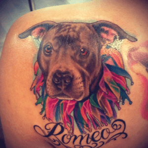 Flew all the way to NYC for this one...a tattoo of my sister's reacue pit bull Romeo who i trained for therapy work. tattoo by Megan Massacre at Wooster St Social Club #pittie #pibble #pitbull #pitbulltattoo #meganmassacre #nyc #WOOSTERSTREETSOCIALCLUB 