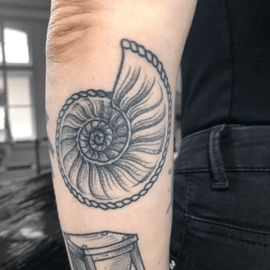 healed ammonite