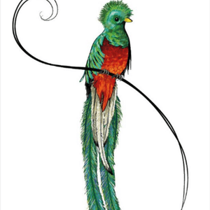 The quetzal, one of the most beautiful birds I've ever seen, and my personal favourite. It's high on my "soon to be tattooed" list  #megandreamtattoo 