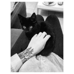 Baby Inkie ❤️⚫️ #cats #catsandtattoos #hand #handtattoo #blackAndWhite #leaves #leavestattoo 