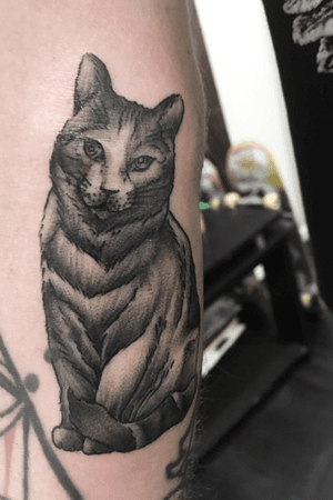 Cat portrait on elbow