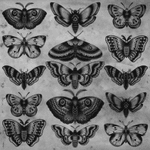 More moths 😍