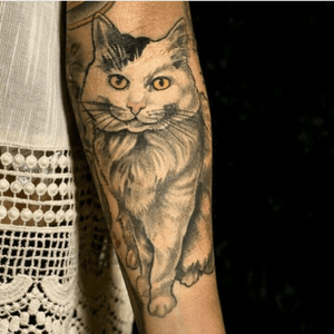 Cat by Salem 