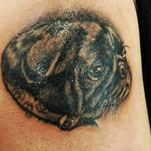 My pug done by the incredible Amy Nicoletto at the Philly Tatto Convention 2017