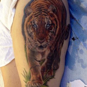 Tiger done by #SixGillCustomTattoos #tigertattoo #legpiece #rawr #colourtattoo 