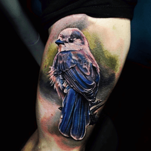 Artist #TylerMalek #bluebird #jaybird #animals #birds 