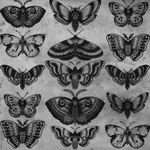 black and white butterfly moth design