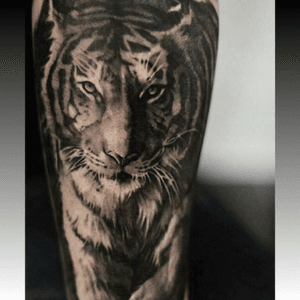 #TattooMike @tattoo_mike #blackandgrey #realism #tiger #welove 
