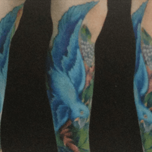 Arara azul de lear (Anodorhynchus leari)