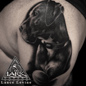 Tattoo by Lark Tattoo  artist Lance Levine #dog #dogtattoo #pet #pettattoo #animal #animaltattoo #bng #blackandgraytattoo #blankandgreytattoo #tattoo #tattoos #tat #tats #tatts #tatted #tattedup #tattoist #tattooed #tattoooftheday #inked #inkedup #ink #tattoooftheday #amazingink #bodyart #tattooig #tattoosofinstagram #instatats 
