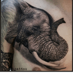 #CiglaTattoo #elephant #hyperrealism 