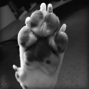Casanova paw i want this can one do it 
