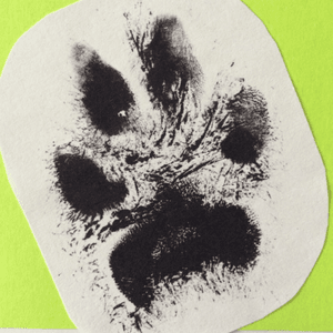 My Australian Shepherd's paw print. Id love to get this with his name, Kody and the phrase "I'll never walk alone." #dreamtattooThis 