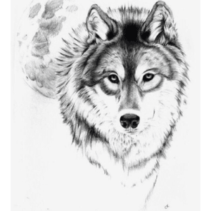 #dreamtattoo #wolf 