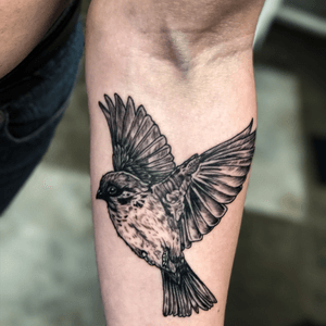 #sparrow#tattoo#bird #blackandgrey #brooklyn#