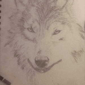 Wolf drawing 