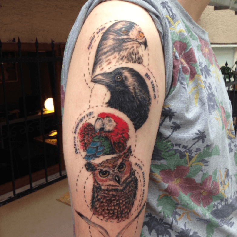 raven and owlwould be cool tattoos  Owl tattoo Crow tattoo Art  tattoo