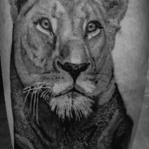 Lioness tattoo done by Paul Saliba