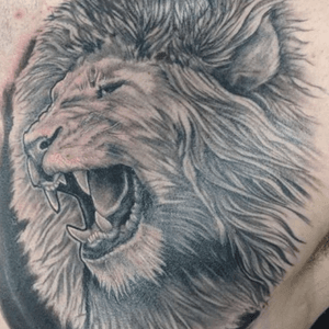 #blackandgray #lion #roaringlion