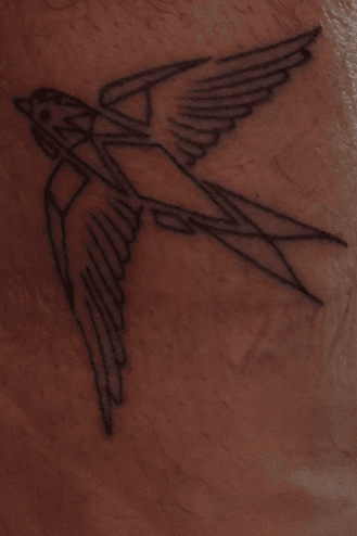 Finch Symbolism  Meaning Totem Spirit  Omens  World Birds