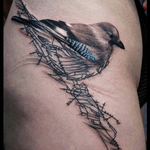 #sketch #bird #feather 