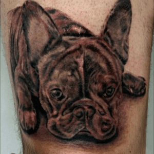 French bulldog #brazil #tattoo #dreamtatto 