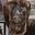 My next tattoo