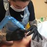 Chapter XIII Semi Permanent Cosmetic Tattooing Microblading - Brighton