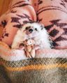 Chia Porcu
