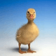 Jessy Duck