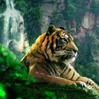 Bengalie Tiger