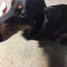 Dinky Dachshund 