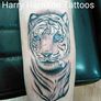 Harry Harrison Tattoos at B&E Tattoo Co.