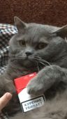 Nikitten19-98
