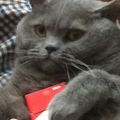 Nikitten19-98