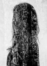 Sierra MP
