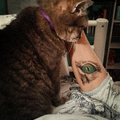 DeeDee