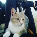 Lassha
