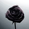 Everything_ink