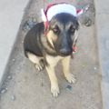 Gera A.G
