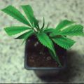 lil plant