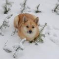 Zephyr
