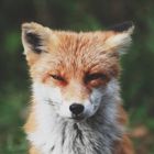 Fox_en